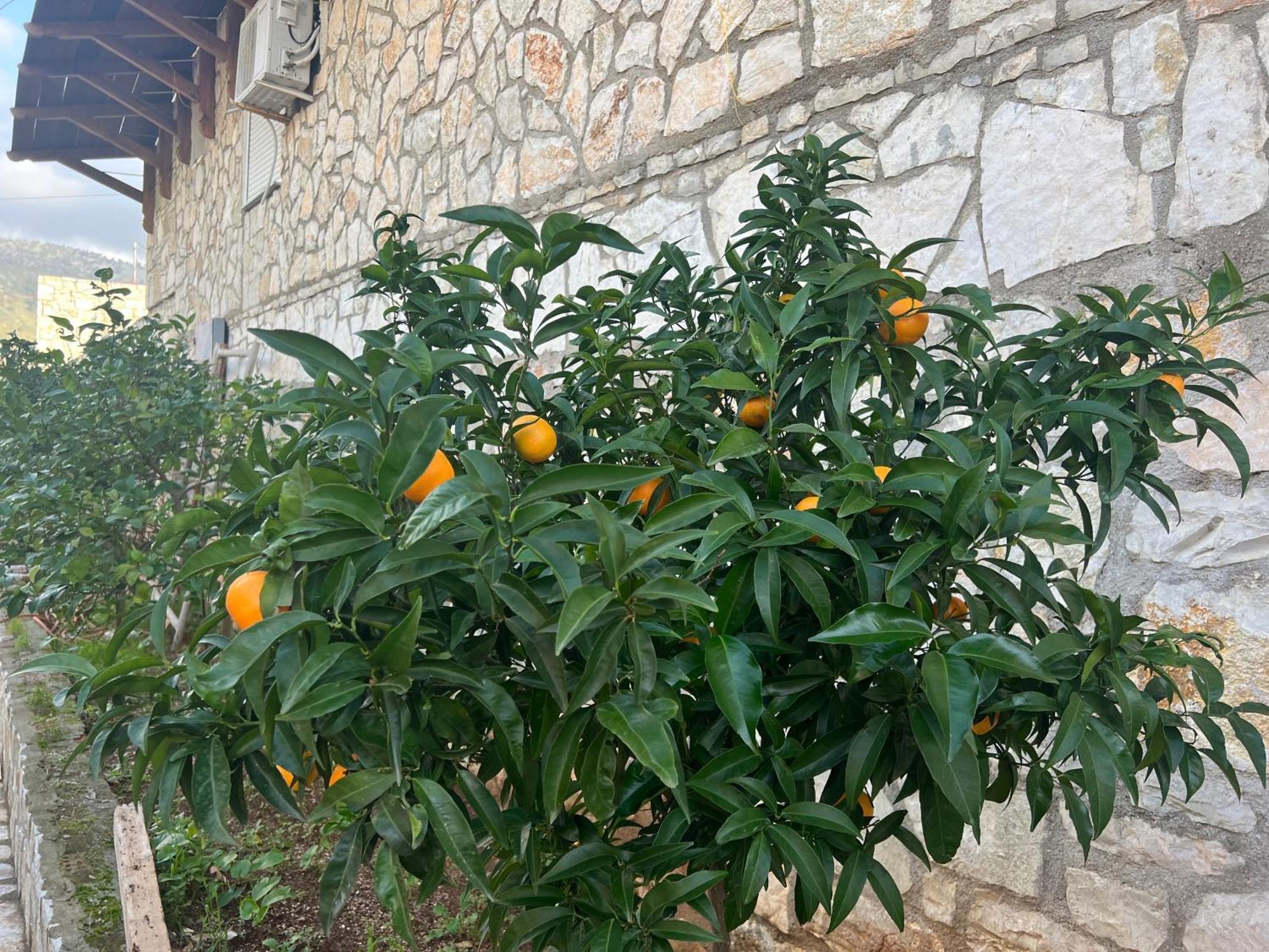 Jardin Miraculeux Hotel Himare Exterior photo